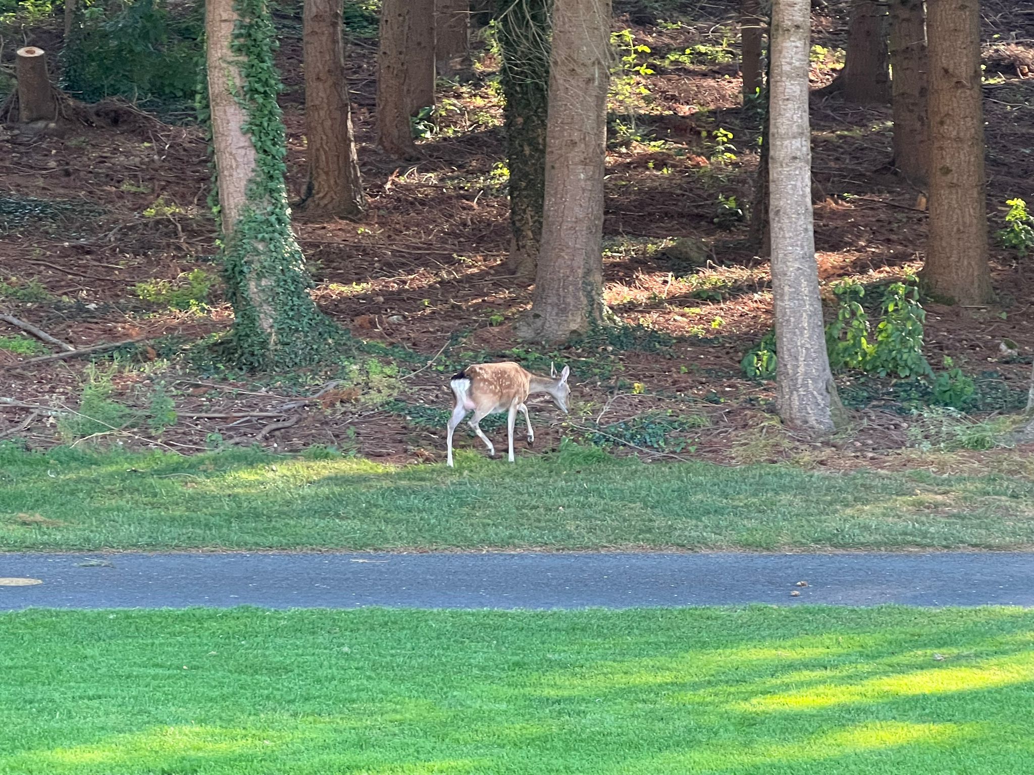 powerscourt photo 23